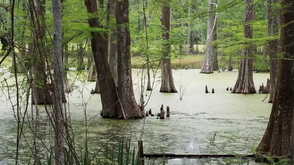 Perspectives from a Louisiana Cypress Wood Mill Mary Marcotte