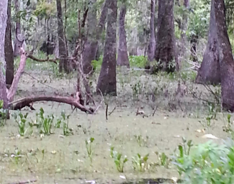 A photo of a small pond with duckweed surrounding large cypress trees.