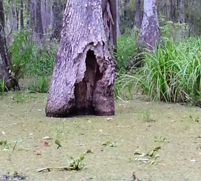 A second photo of a small pond with duckweed surrounding large cypress trees.