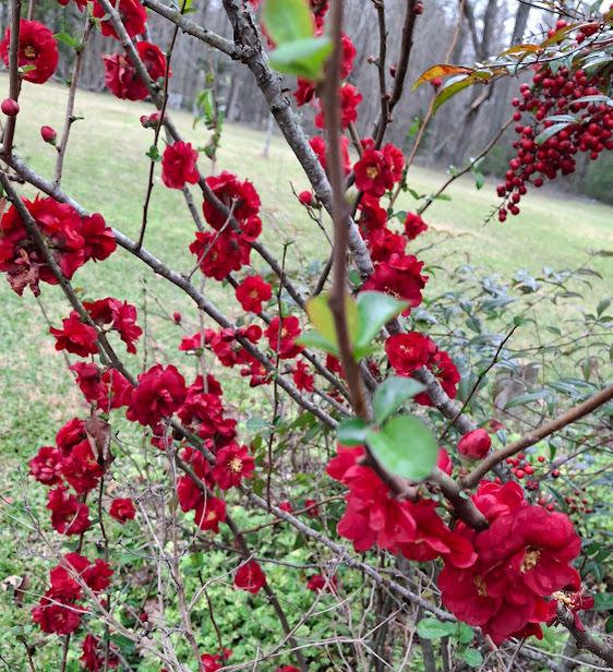 photo of red flowering quince