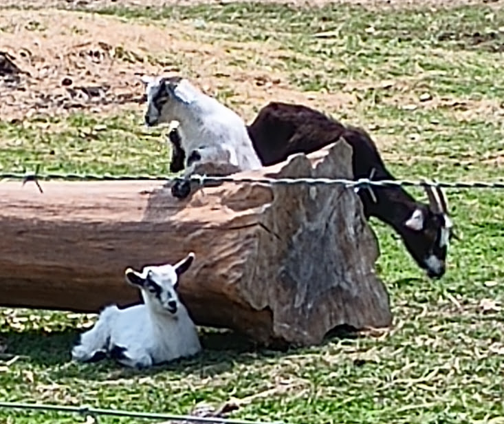 photo of baby goats playing on a log with mother goat nearby