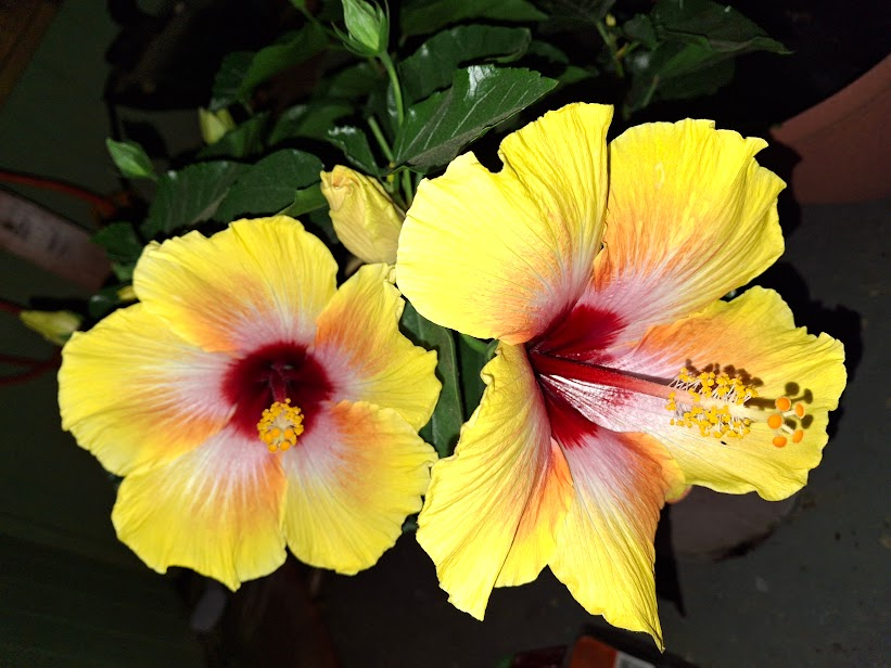 Photo of a yellow hibiscus 
