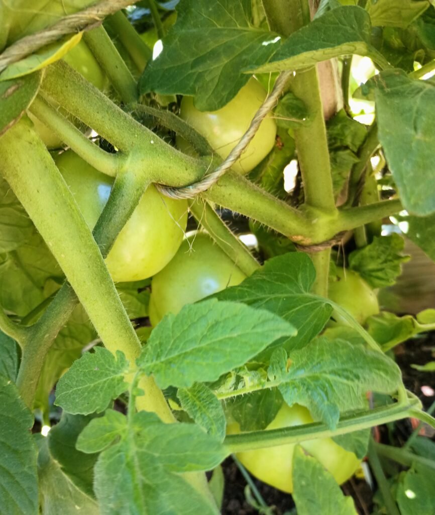 a tomato plant with several large green tomatoes on the vine