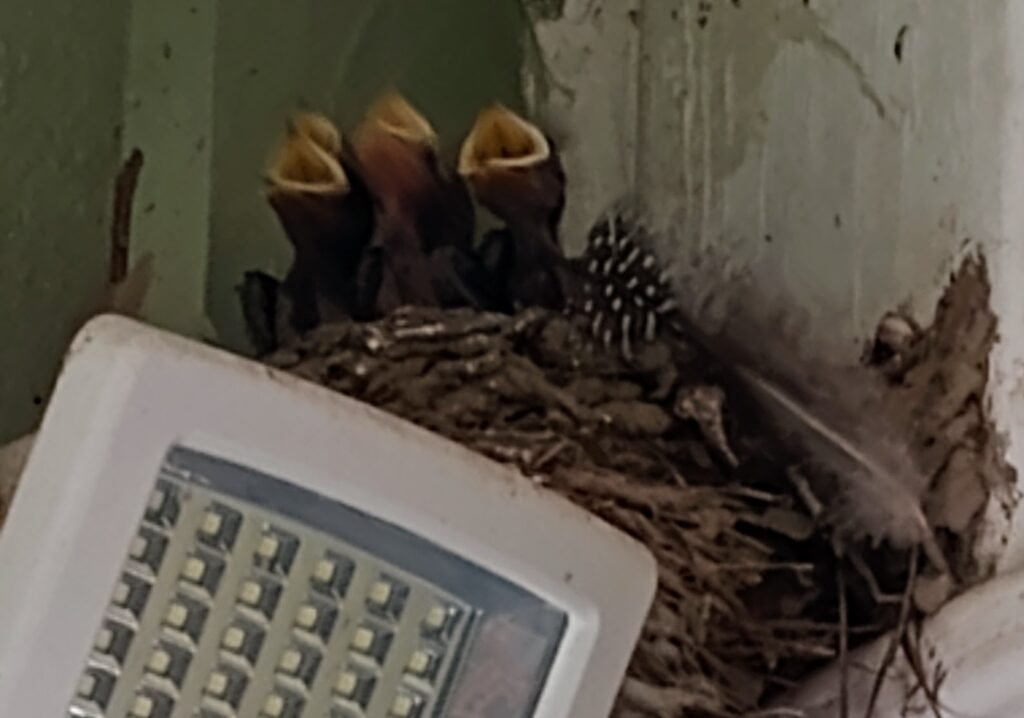 Photo of baby birds with their mouths wide open, hopeing for a worm